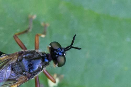 Dioctria rufipes